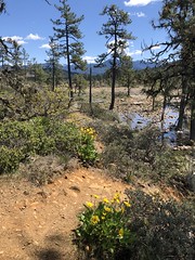 Rough and Ready Botanical Wayside