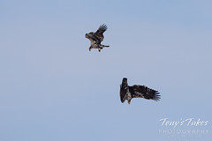 Young bald eagles duel in the air
