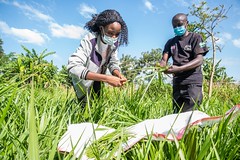 Researchers work with farmers to measure and weigh forage grasses in field trials to find better forage feed varieties project together with KALRO, Send a Cow and Advantage Crops.