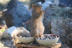 Backyard Red & Fox Squirrels (Ypsilanti, Michigan) - 61/2021 264/P365Year13 4647/P365all-time (March 2, 2021)