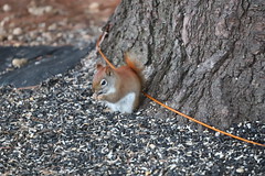 Backyard Red & Fox Squirrels (Ypsilanti, Michigan) - 60/2021 263/P365Year13 4646/P365all-time (March 1, 2021)