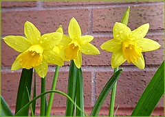 Three Miniature Daffodils ...