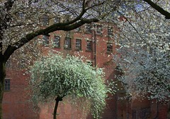 Spring tree blossom in the centre of Preston