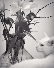 Flowers with cat