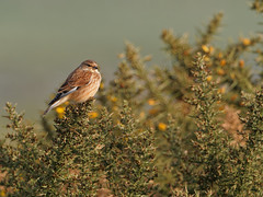Linnets Today