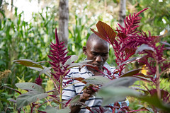 Evans Ochuto shows the diverse seeds and Amaranth he is growing on his farm. He also helps run the seed bank at Vihiga set up together with the Alliance and partners.