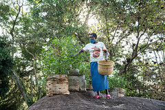 Elizabeth Omusiele shows the diverse seeds she is growing on her farm with support from the Alliance and partners.