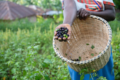 Elizabeth Omusiele shows the diverse seeds she is growing on her farm with support from the Alliance Researchers at the Alliance and partners.