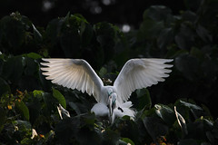 Egret - make love;)