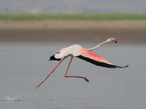 Greater Flamingo • <a style="font-size:0.8em;" href="http://www.flickr.com/photos/59465790@N04/51010728226/" target="_blank">View on Flickr</a>