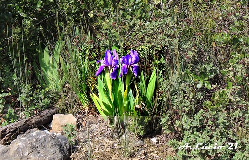 flores 3