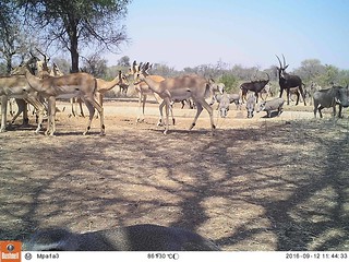 Zimbabwe Hunting Safari 77