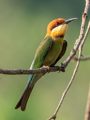 Chestnut-headed Bee-eater • <a style="font-size:0.8em;" href="http://www.flickr.com/photos/59465790@N04/51018434993/" target="_blank">View on Flickr</a>