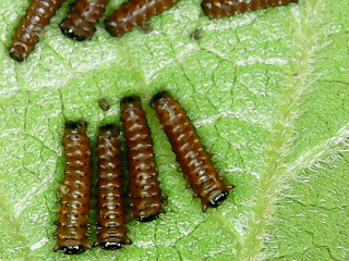 Pipevine swallowtail caterpillars