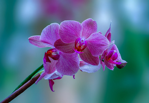 Orchids' Breath