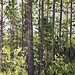 Plantation Pines 18" x 24"  sold
