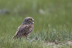 1606_2376 Burrowing Owl Captures Mouse