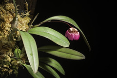 Bulbophyllum aff. corolliferum J.J.Sm., Bull. Jard. Bot. Buitenzorg, sér. 2, 25: 80 (1917).