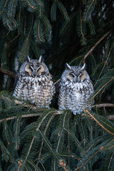 Long-eared Owls