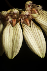 Bulbophyllum venulosum J.J.Verm. & A.L.Lamb, Malesian Orchid J. 1: 49 (2008).