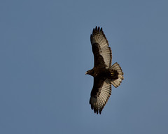 Harlan's Red-Tailed Hawk 01689