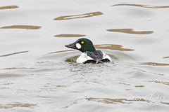 March 13, 2021 - A common goldeneye at the Thornton rec center. (Tony's Takes)