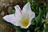 tulipani (3)
