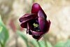 tulipani (1)
