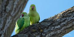 Mr & Mrs, Ring-necked Parakeets - Psittacula krameri