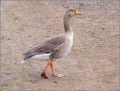 Greylag  Goose ..