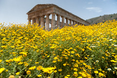 Tempel von Segesta Sizilien