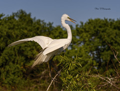 Perching Great Egret