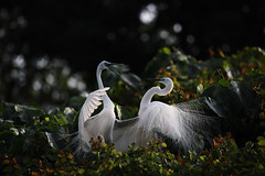 Egret - angry & fighting