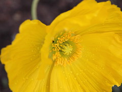 Sunny flower in march