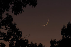 Moon over Longwood Gardens