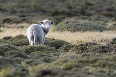 Cute young Sheep