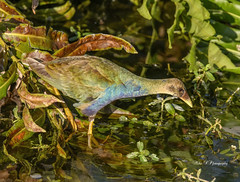 Purple Gallinule,(juvenile)