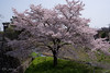 Cherry Blossoms 2021 by PxK-1_01.jpg