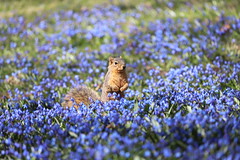 Fox Squirrels in Ann Arbor at the University of Michigan 92/2021 295/P365Year13 4678/P365all-time (April 2, 2021)