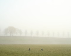 Fog Series IV