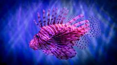S.E.A. Aquarium - Lionfish
