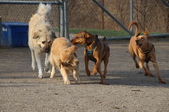 Visit with Runyon to Swift Run Dog Park (Ann Arbor, Michigan) - 96/2021 299/P365Year13 4682/P365all-time (April 6, 2021)