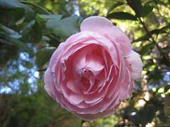 The Last Nahema Rose Bloom of Summer
