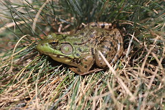 Northern Green Frogs (Ypsilanti, Michigan) - 97/2021 300/P365Year13 4683/P365all-time (April 7, 2021)