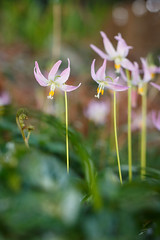 89/365 fawn lilies
