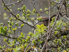 Cettis Warbler