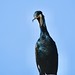 Corvo-marinho, Great Cormorant