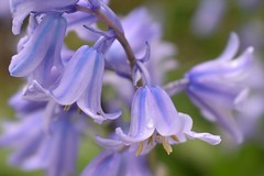 Bluebell Blossoms.
