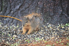 Backyard Red & Fox Squirrels (Ypsilanti, Michigan) - 101/2021 304/P365Year13 4687/P365all-time (April 11, 2021)