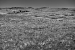 I Sat on the Grasses of a Meadow One Morning (Black & White, Theodore Roosevelt National Park)